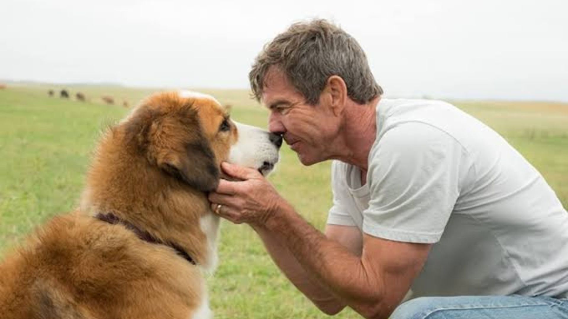 Hoje na Sessão da Tarde: Quatro Vidas de um Cachorro