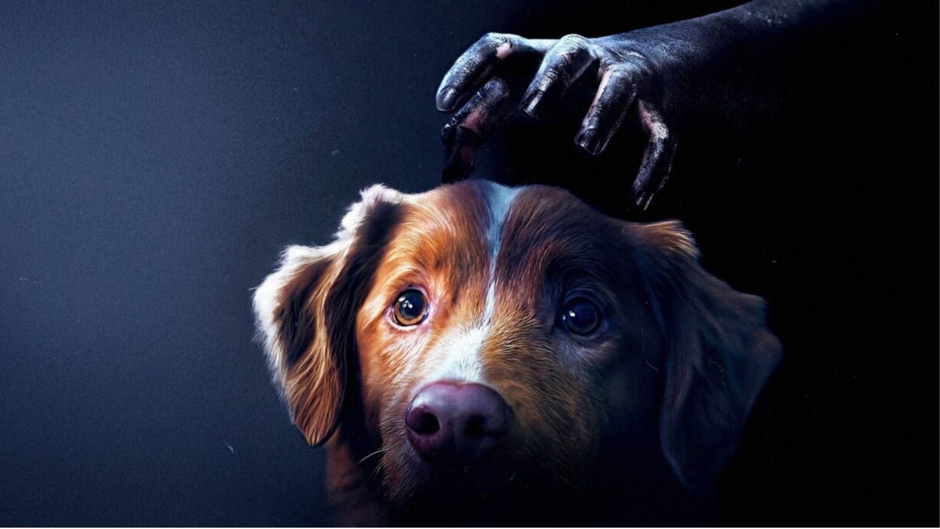 Um cão, uma casa e o desconhecido: a estranheza hipnótica de Bom Menino